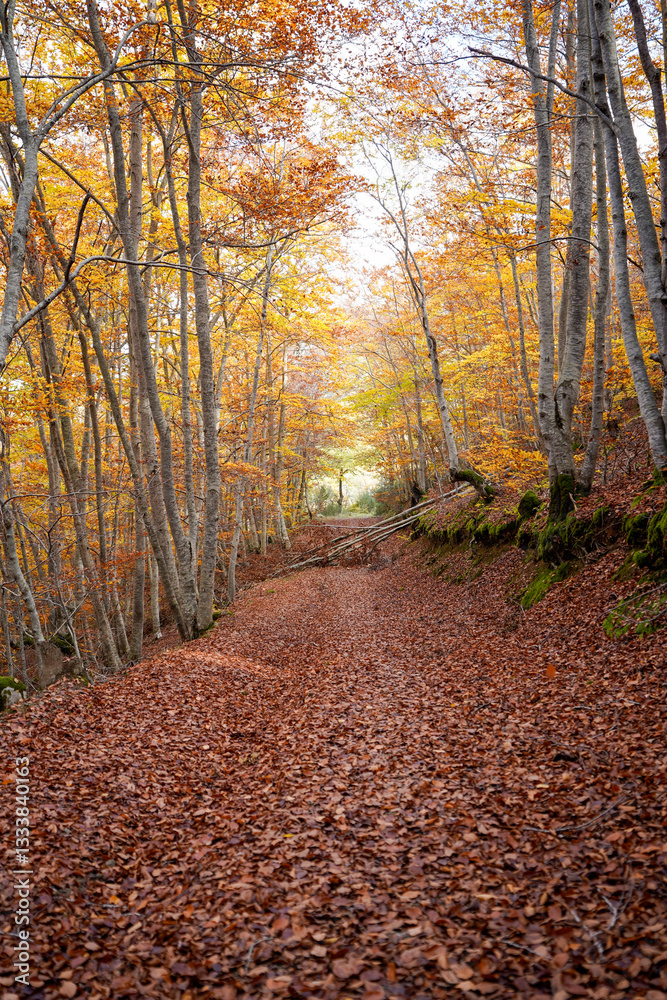 Fototapeta premium Falling leaves in the beech forest
