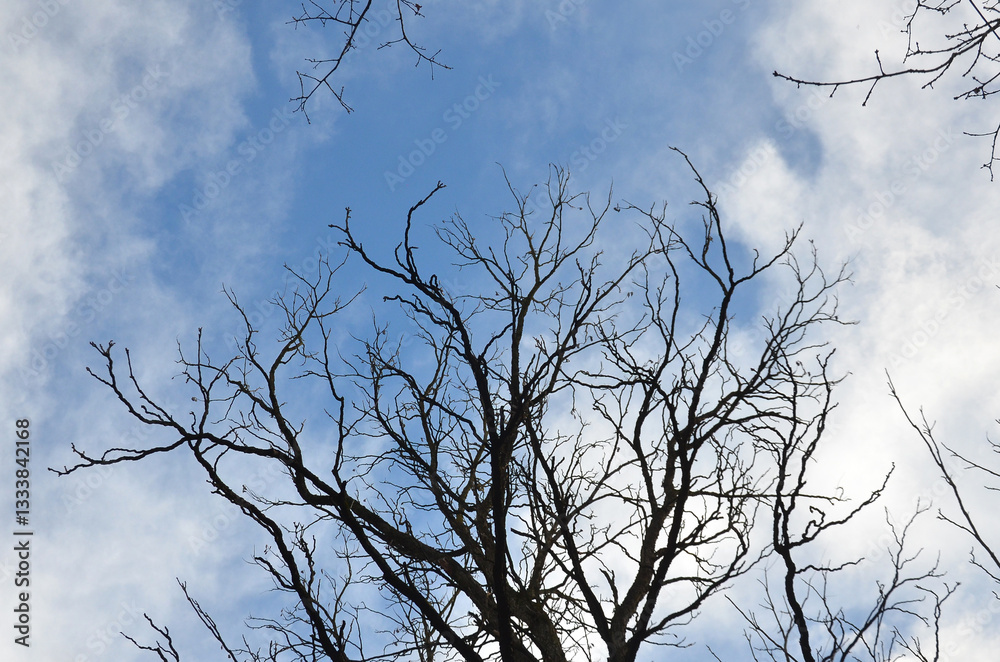 Leafless tree branches against blue sky with white cloud background. Early spring landscape with black trees silhouettes against sky, environment.
Leafless tree branches against blue sky with white cloud background. Early spring landscape with black trees silhouettes against sky, environment.