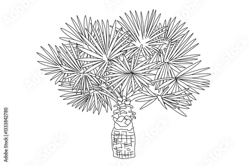 vector outline palm tree. Clip art isolated on transparent background.