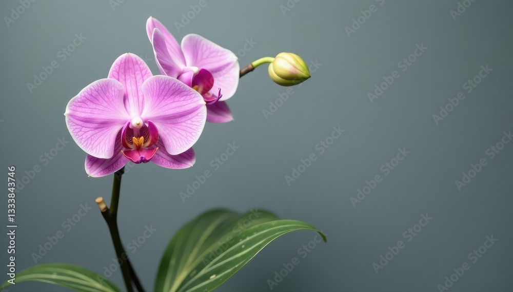 Fototapeta premium Stem with striped leaves against a gray background, orchid, greenery, stem