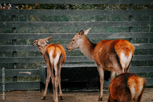 Deer congregate peacefully in an enclosed area during the autumn afternoon