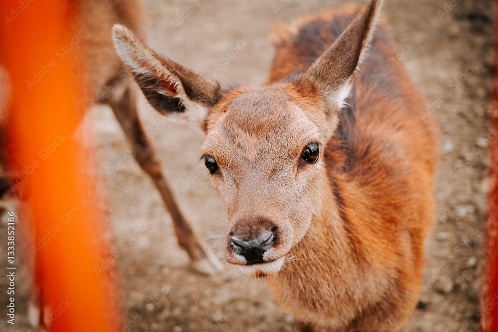 Fototapeta premium Young deer curiously gazing through orange bars in a natural setting during daylight