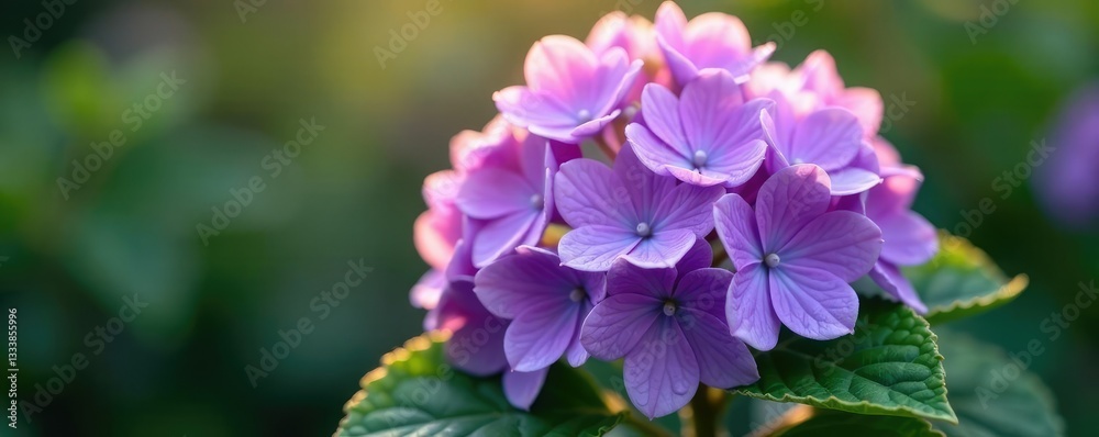 Water droplets cling to the delicate petals of a purple bloom, hydrangea, morning light, blossom Water droplets cling to the delicate petals of a purple bloom, hydrangea, morning light, blossom