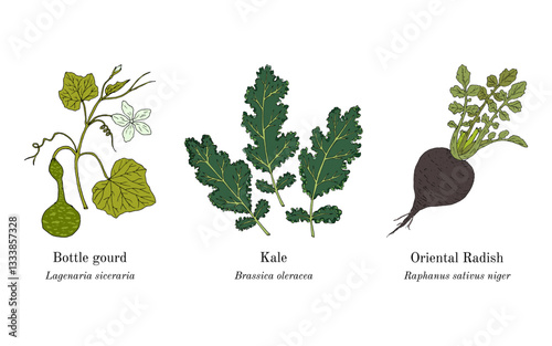 Collection of edible and medicinal plants. Hand drawn botanical vector illustration