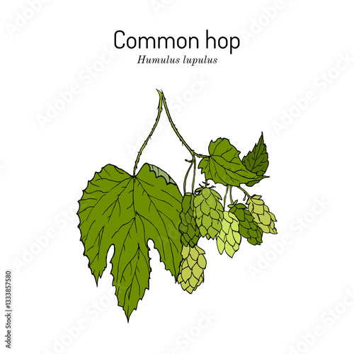 Common hop (Humulus lupulus), edible and medicinal plant. Hand drawn botanical vector illustration
