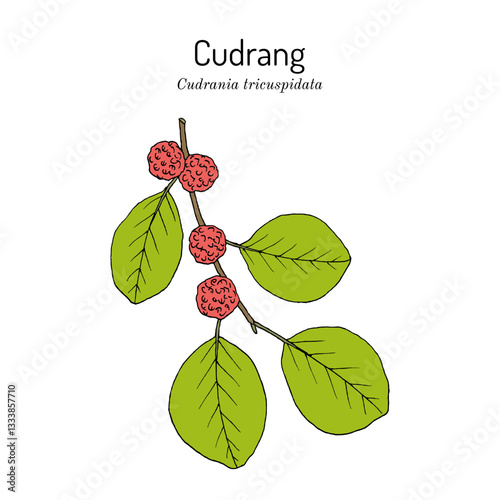 Cudrang or Silkworm Thorn, or Storehousebush (Cudrania or maclura tricuspidata), edible and medicinal plant. Hand drawn botanical vector illustration