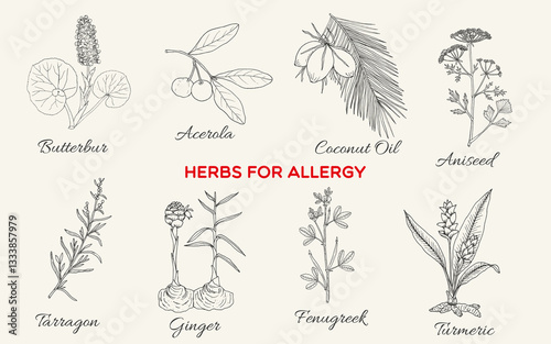 Collection of best herbs for allergy. Hand drawn botanical vector illustration