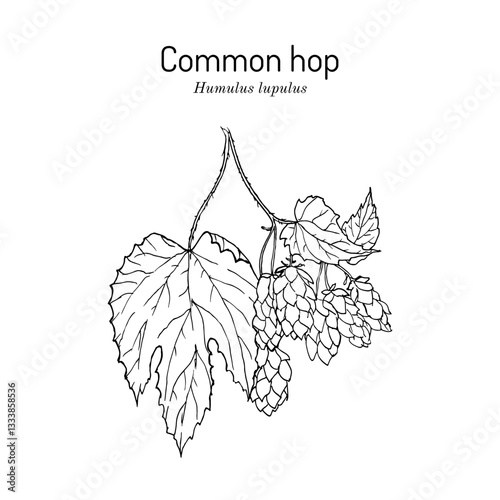 Common hop (Humulus lupulus), edible and medicinal plant. Hand drawn botanical vector illustration