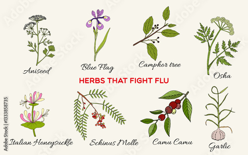 Картината върху платно Collection of best medicinal herbs for flu
