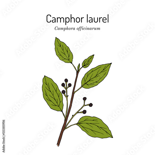 Camphor tree (Camphora officinarum), edible and medicinal plant. Hand drawn botanical vector illustration