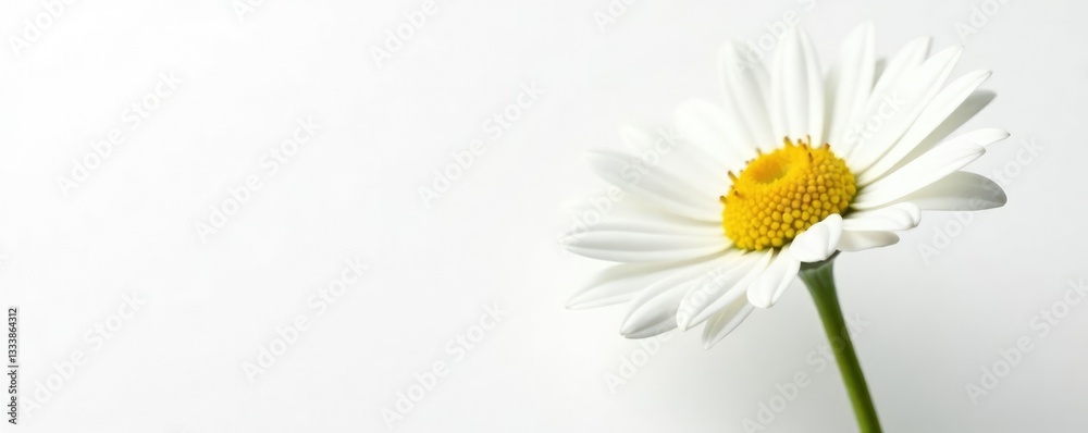 Fototapeta premium Large Chamomile flower on a white background with stem, floral, garden, herb