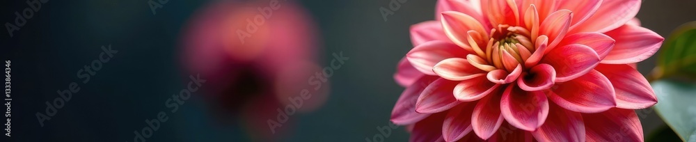 Large dahlia flower with intricate details and texture, blossoms, dahlia, plant Large dahlia flower with intricate details and texture, blossoms, dahlia, plant