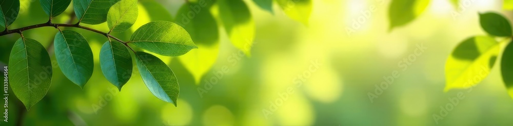 Large eucalyptus leaves against a bright background, foliage, trees, branches Large eucalyptus leaves against a bright background, foliage, trees, branches