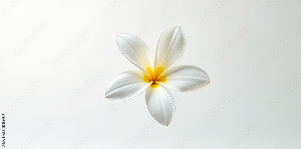 Fototapeta premium Single flower isolated on white background, showcasing delicate petals, petal, white, flower details