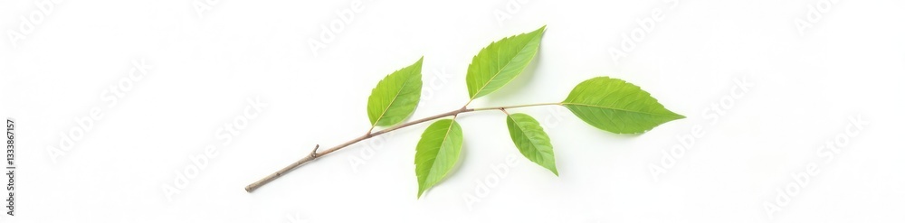 Fototapeta premium Single isolated branch on white background with a few leaves, texture, pure