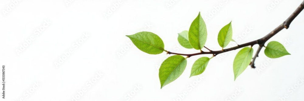 Fototapeta premium Single isolated branch on white background with gentle curves, nature, white