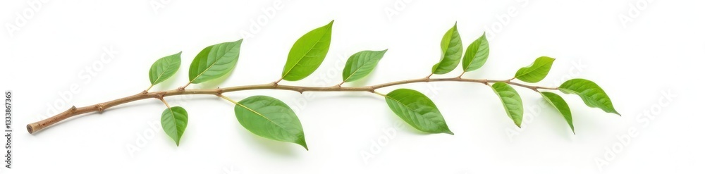 Single isolated branch on white background with leafy details, nature, nature photography, simplicity Single isolated branch on white background with leafy details, nature, nature photography, simplicity