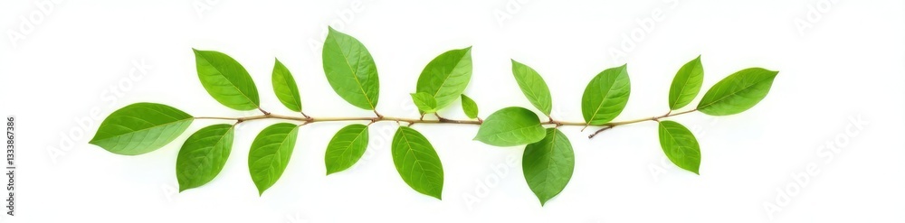 Fototapeta premium Single isolated branch on white background with leaves, green, isolated, stem