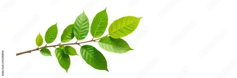 Single isolated branch with green leaves on white background, tree part, foliage Single isolated branch with green leaves on white background, tree part, foliage
