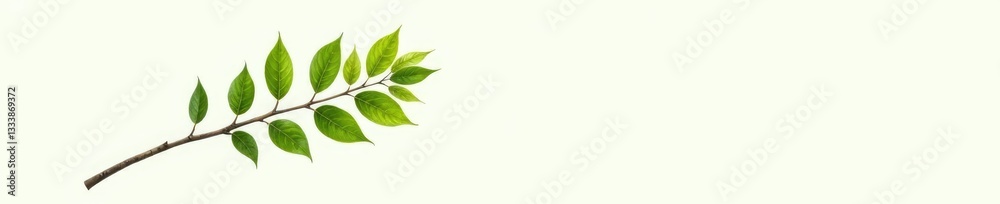 Single isolated branch with leaves on white background, foliage, tree branch Single isolated branch with leaves on white background, foliage, tree branch