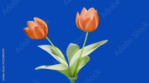 tulip flower bloom animation on blue screen background
