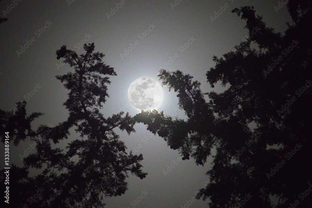 Fototapeta premium moon and tree