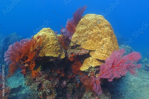 Underwater colorful rich tropical reef with sponges and corals. Blue ocean water and coral reef. Scuba diving in the sea on the reef. Marine life, tropical sea, picture from scuba diving. photo