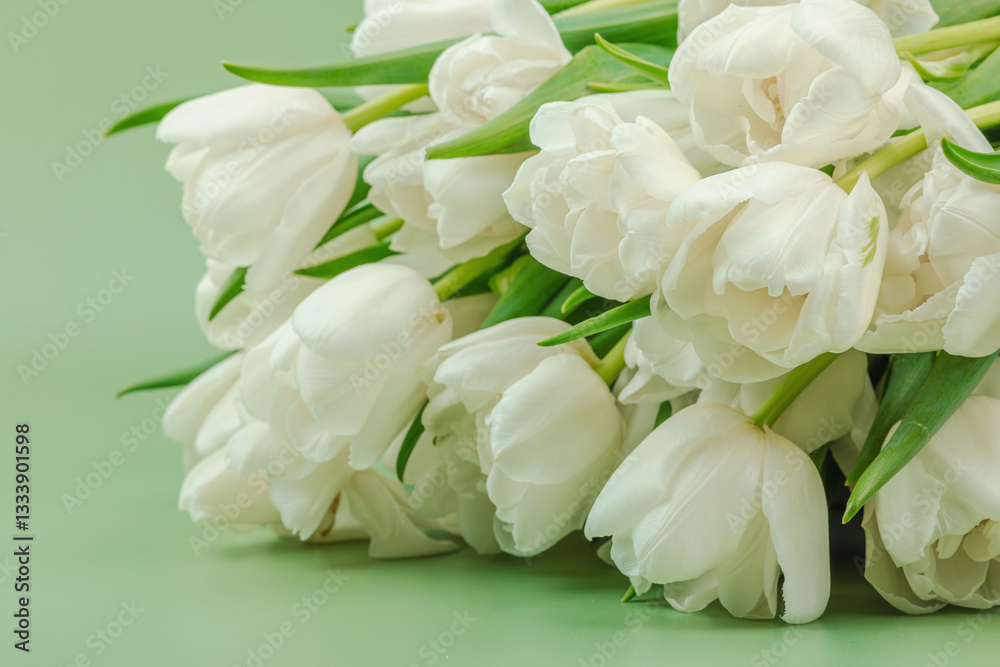 Fototapeta premium A bouquet of white tulips on a pastel green background. Blooming flowers, festive concept