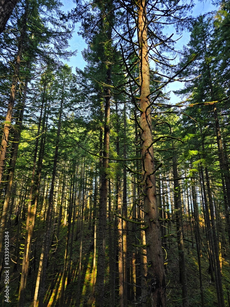 Obraz premium The morning sun peaking through evergreen trees in a Pacific Northwest forest while hiking.