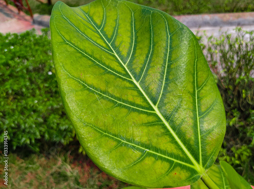 Fresh green leaves in the garden.