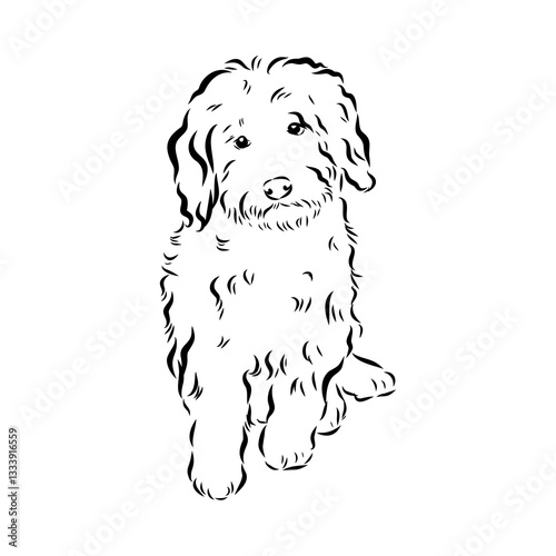 Barbet dog black contour portrait. Dog head in front view vector illustration isolated on white.