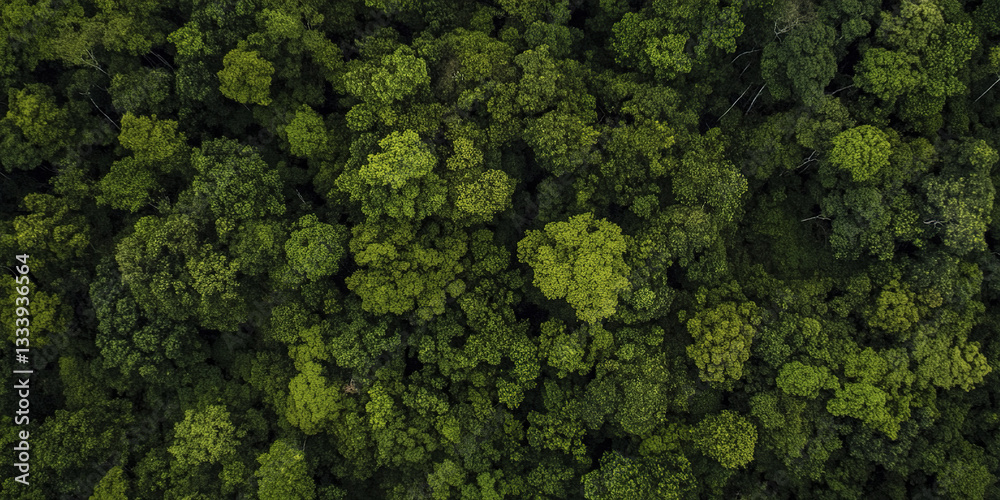 Lush rainforest jungle aerial view with dense green foliage Lush rainforest jungle aerial view with dense green foliage