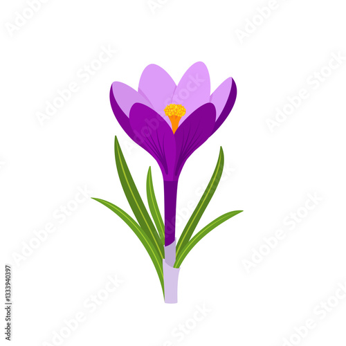 Crocus vernus, or spring crocus. Spring flower. Hand drawn vector botanical illustration