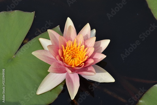 Blooming Pink and Yellow Water Lilies on a Pond in Summe photo