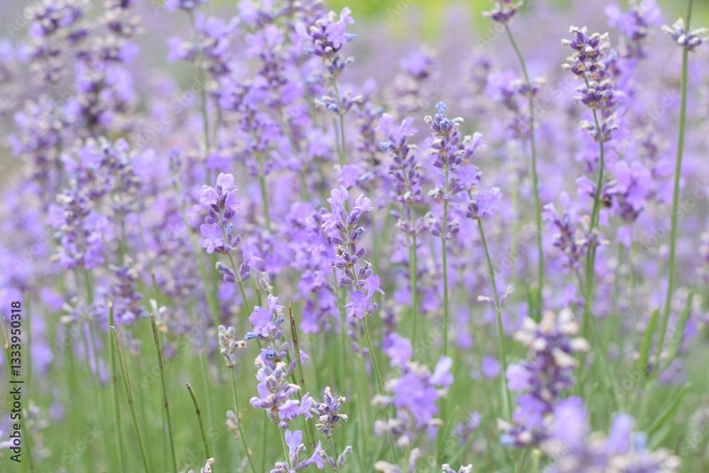 Fototapeta premium Macro Shot of Lavender Field with Bees and Bumblebees Pollinating