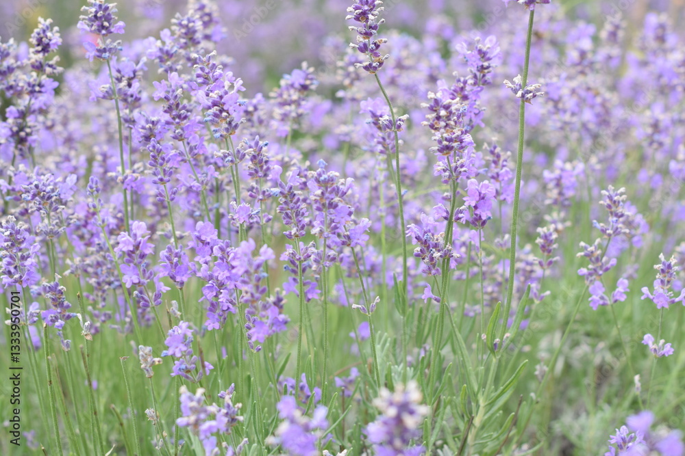 Fototapeta premium Macro Shot of Lavender Field with Bees and Bumblebees Pollinating