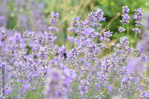 Macro Shot of Lavender Field with Bees and Bumblebees Pollinating