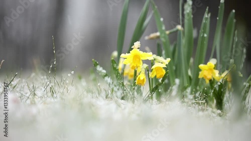 daffodils, narcissus in spring in the snow
