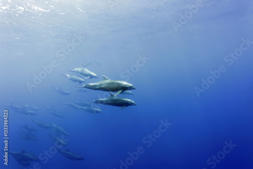 Photography Pod of Bottlenose Dolphins (Tursiops truncatus) under water in the blue