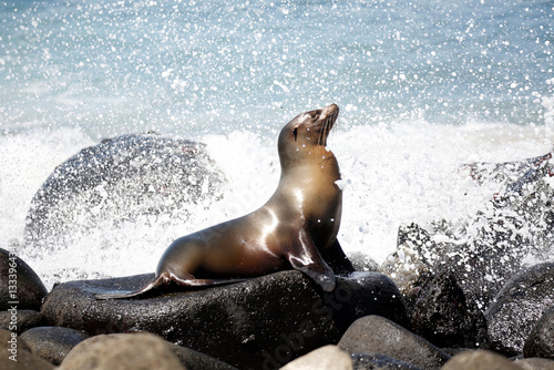 Photography Galapagos Sea Lion (Zalophus wollebaeki) on Black Rocks, with Water Splashing Up and Around