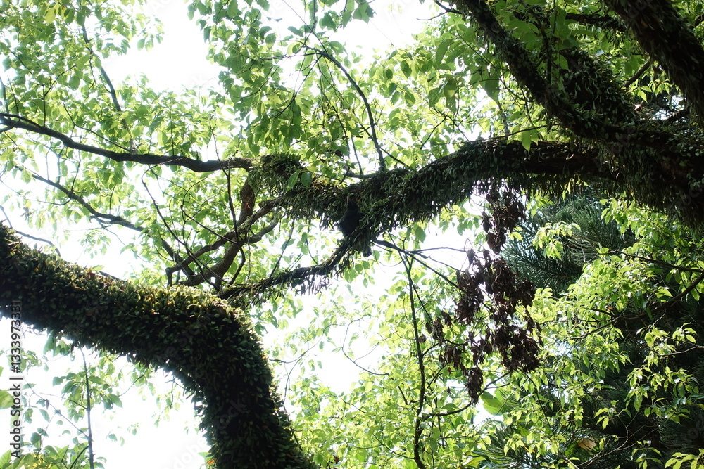 Fototapeta premium Epiphyte-covered tree.