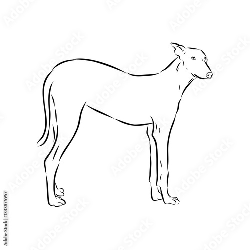 Detailed sketch of a standing Borzoi dog. Africanis dog, vector sketch photo