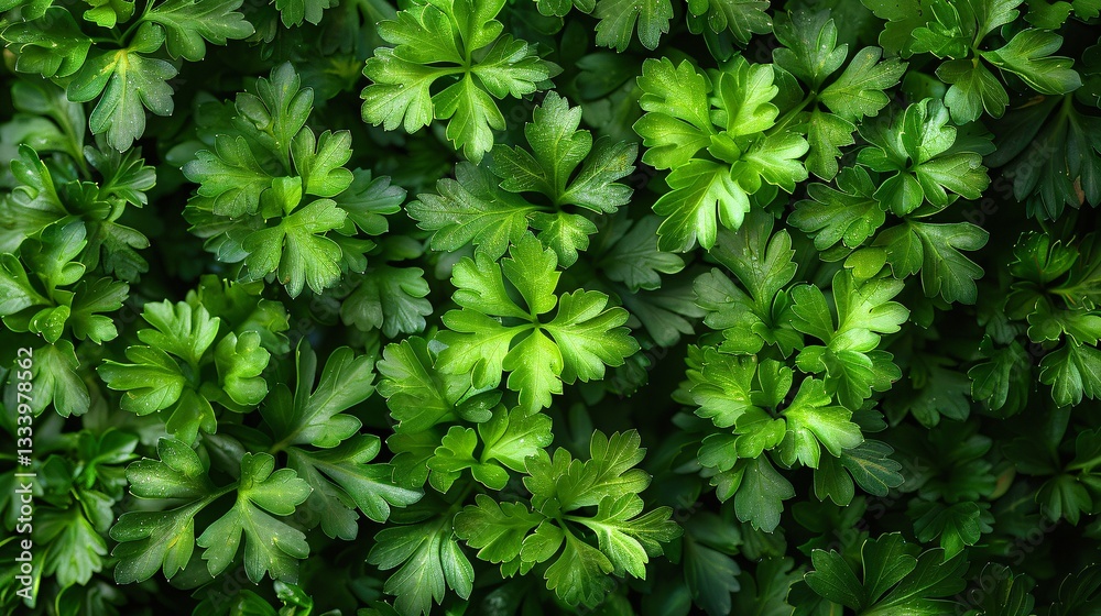 Background of fresh parsley image Background of fresh parsley image