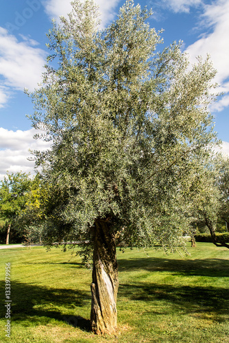 Olive tree in green field