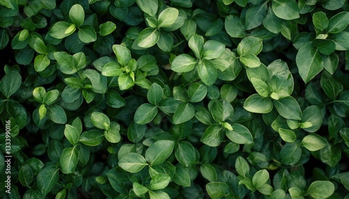 Wallpaper Mural A dense overhead view of lush green foliage and leaves Torontodigital.ca