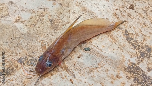 The kating fish is a freshwater fish