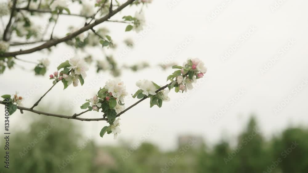 Slow motion gimbal shot of white apple flowers on a young tree closeup