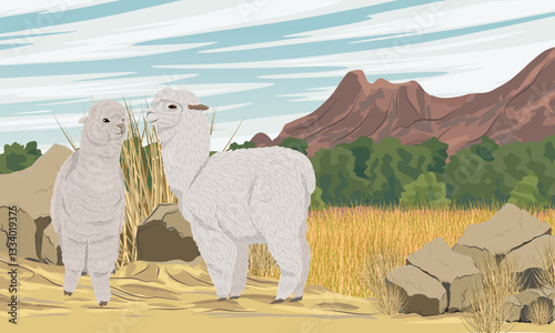 A pair of white alpacas standing on a sandy road in a valley at the foot of the mountains. Realistic vector landscape