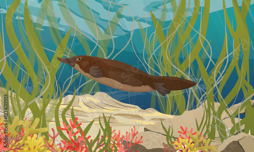 The platypus swims near the bottom of the river with algae and corals. Endemic species of Australia and Tasmania. Realistic vector landscape