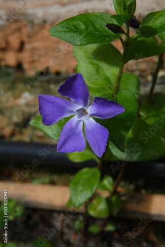 Vinca major o Pervinca maggiore